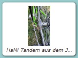 HaMi Tandem aus dem Jahr 1979 mit 029 Ausfallenden
Das Tadem ist das, das im Prospekt von 1980 (mit den Schotten) abgebildet ist. Im Laufe der Zeit wurde es zum Touren-Tandem mit flachen Lenkern und 4 Bremsen umgebaut.
Eigentümer: Johannes Mittendorf, Uetersen